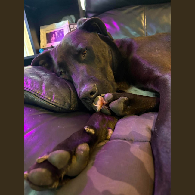 Photo of Whisky