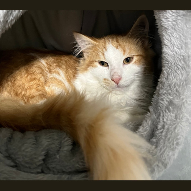 Photo of Banjo