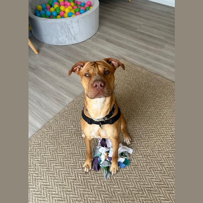 Photo of Ember