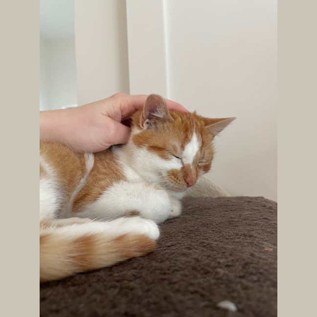 Photo of Marigold