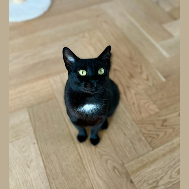 Photo of Puss Puss