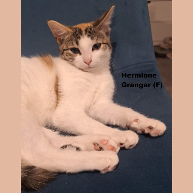 Photo of Hermione Granger