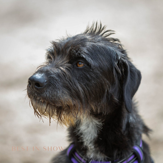Photo of Luna