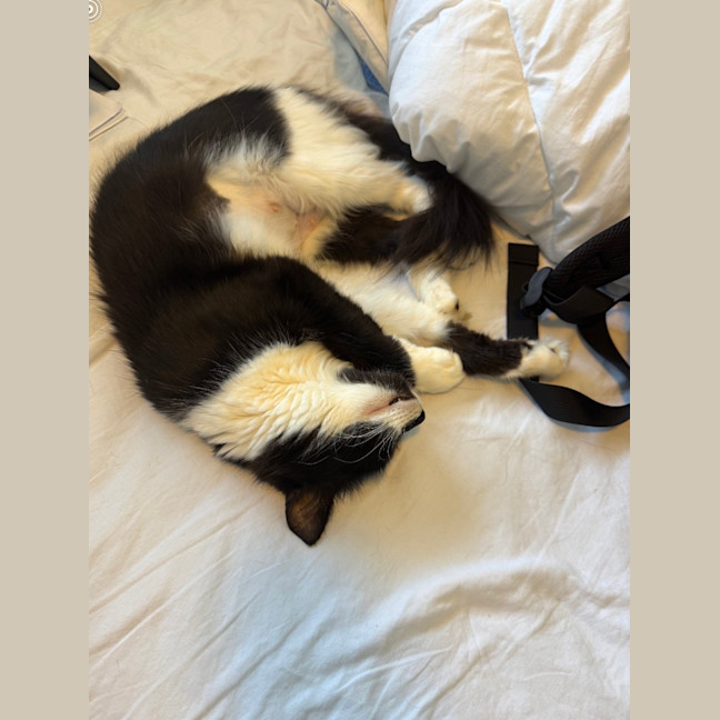 Photo of Bibi