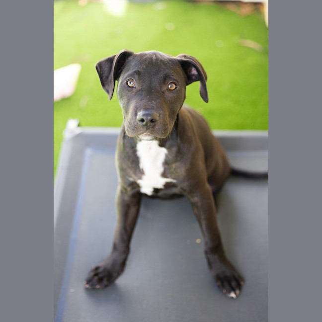 Photo of Pepper