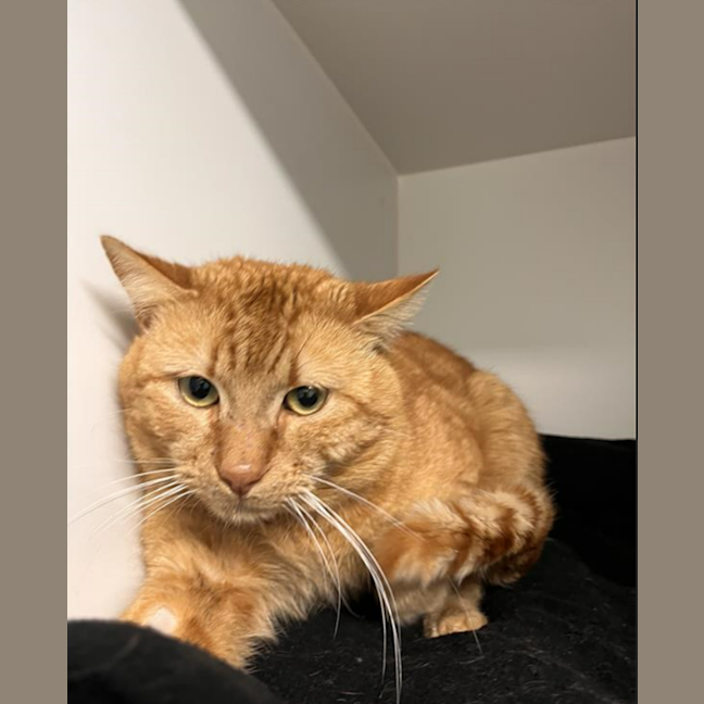 Photo of Cinnabun