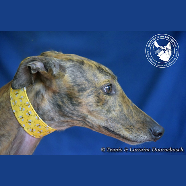 Photo of Mambo (Fingers Arrawarra)