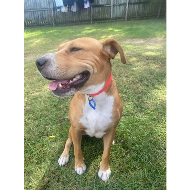 Photo of Sage *$350 Adoption Fee*