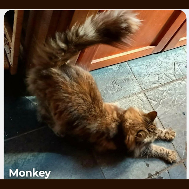 Photo of Monkey 