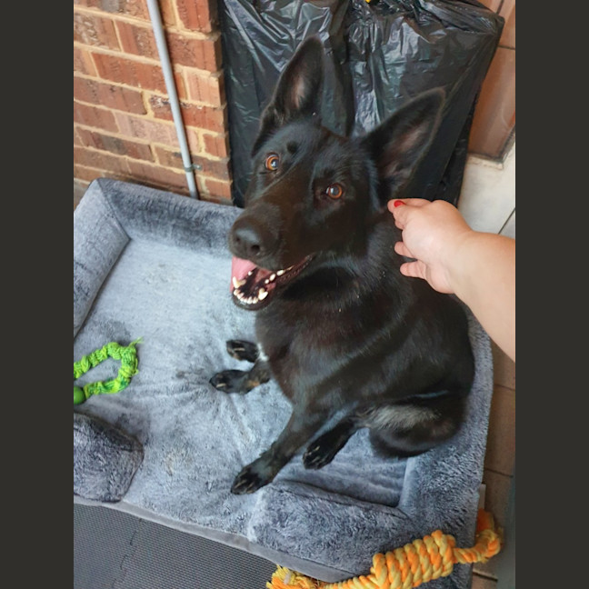 Photo of Luna