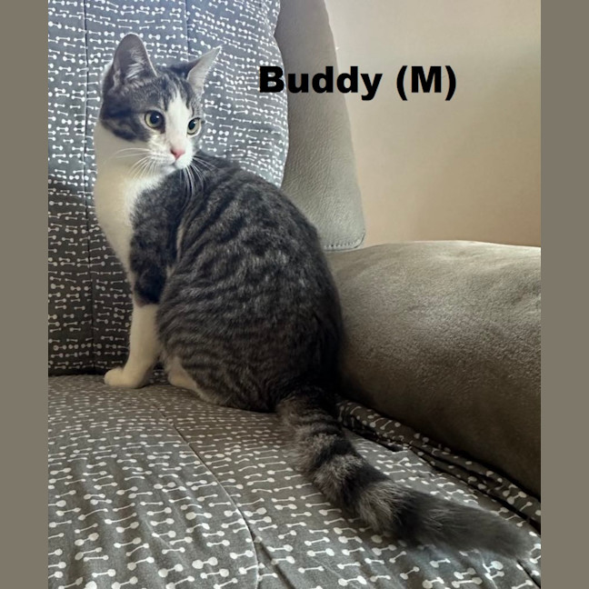 Photo of Buddy