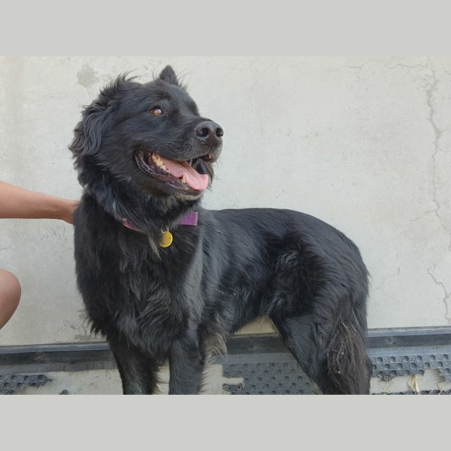 Photo of Mishka (62910)