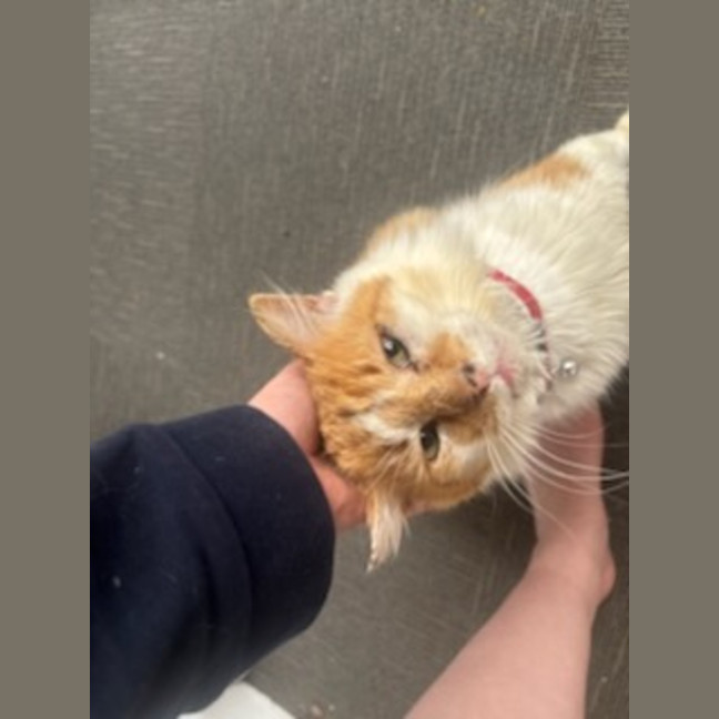Photo of Ginge * 9 Lives Project Rescue*