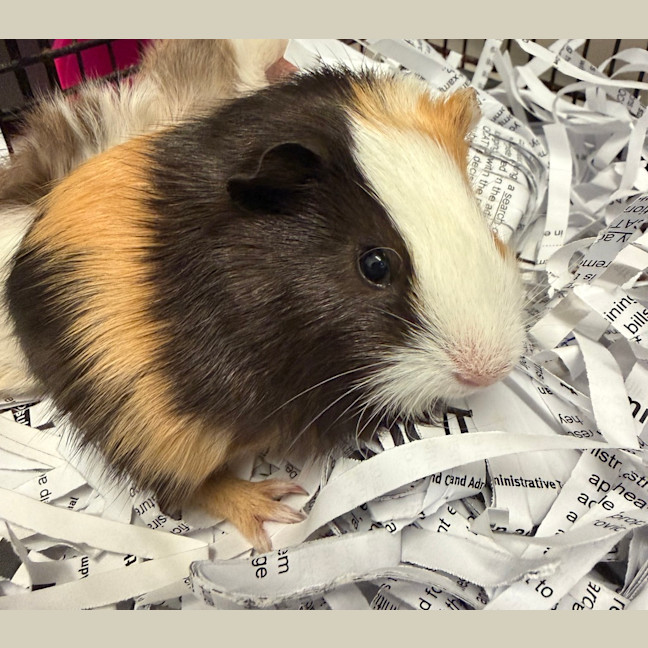 Photo of Gizmo