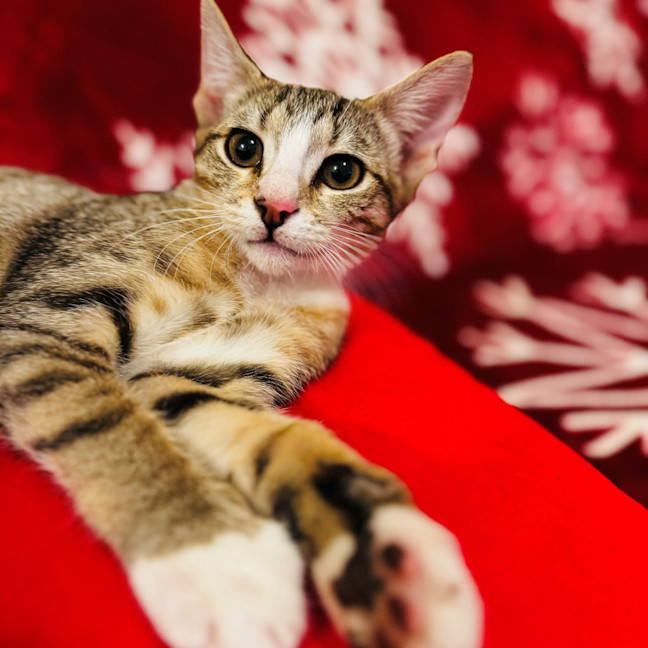 Photo of Gypsyrose