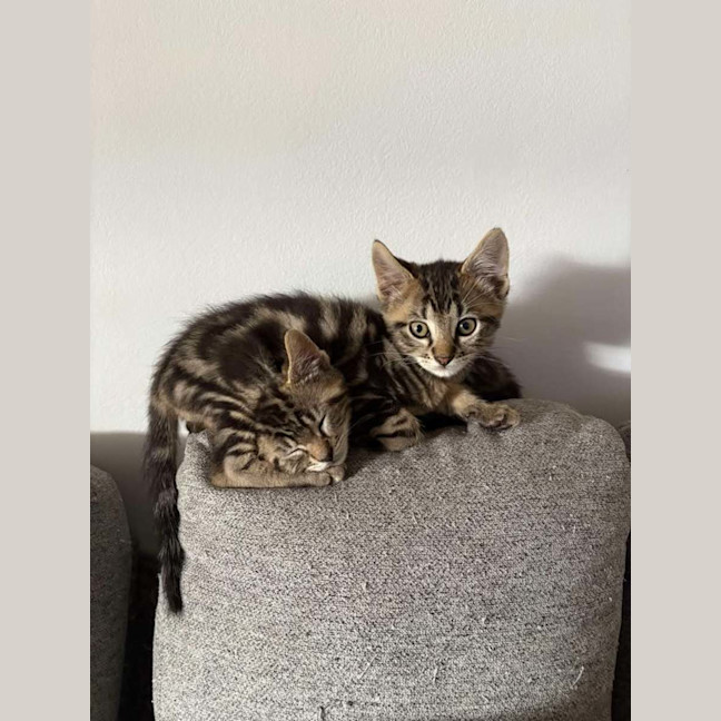 Photo of Peter & Griffin 