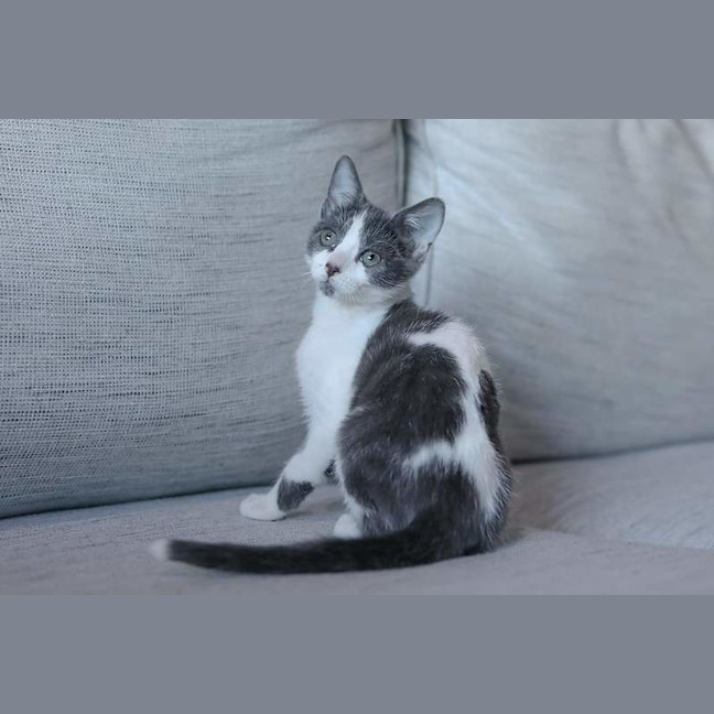 Photo of Smidge