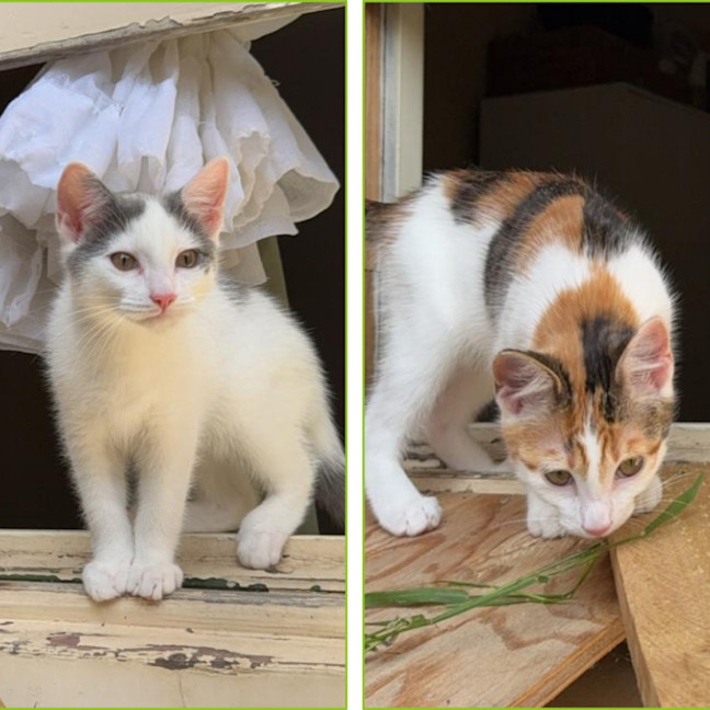 Photo of Finlay & Isla