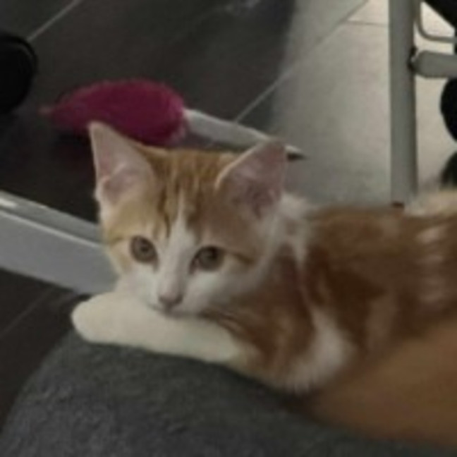 Photo of Viper **2nd Chance Cat Rescue**