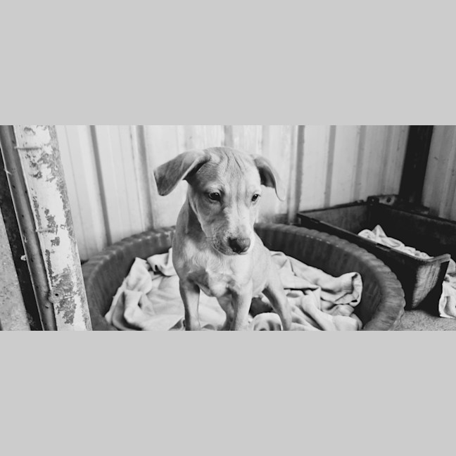 Photo of Tip (Tippy)