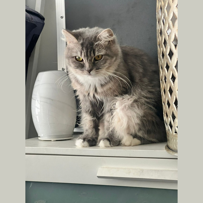 Photo of Coco