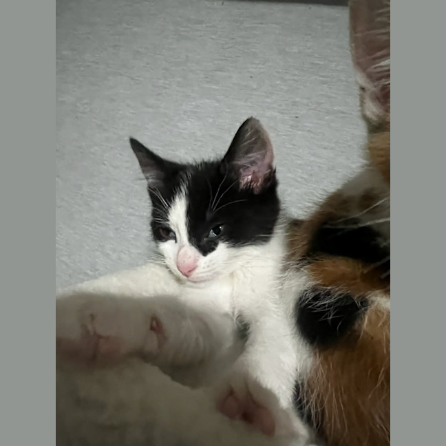 Photo of Rocket