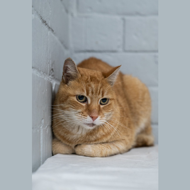 Photo of Blaze