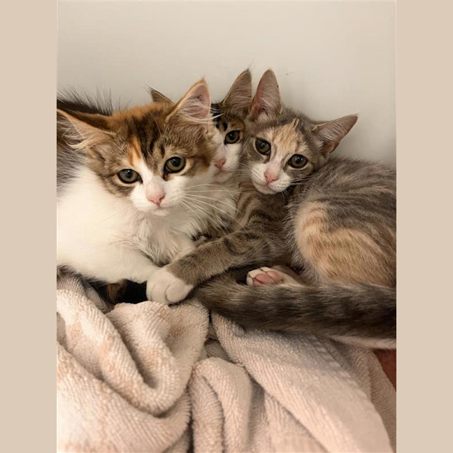 Photo of Little Miss Princess