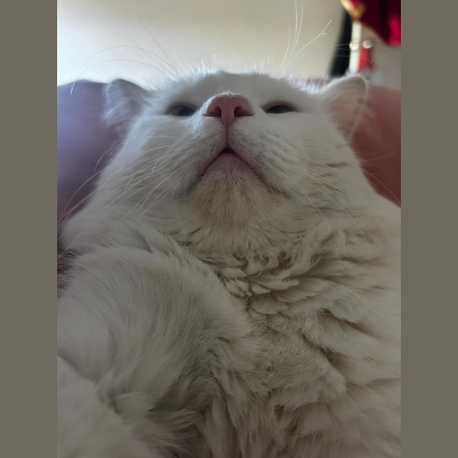 Photo of Bojangles