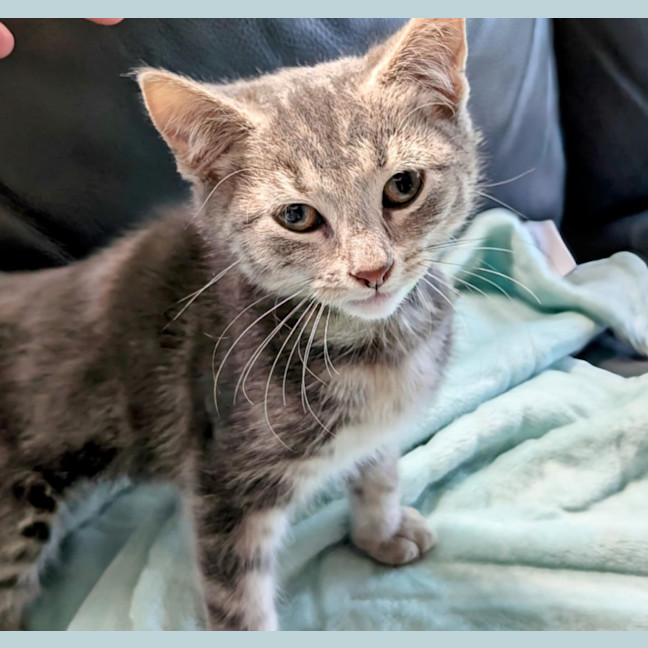 Photo of Einstein Meet Me@Petstock Chelsea Store