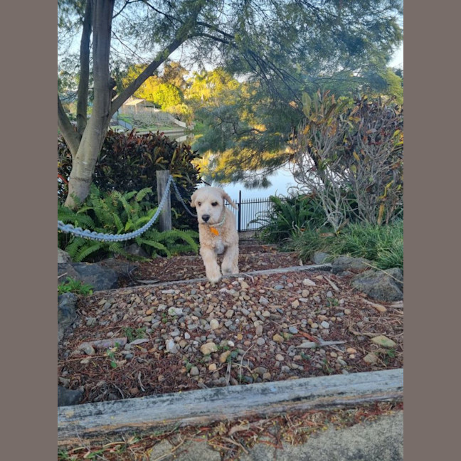 Photo of Soxy 