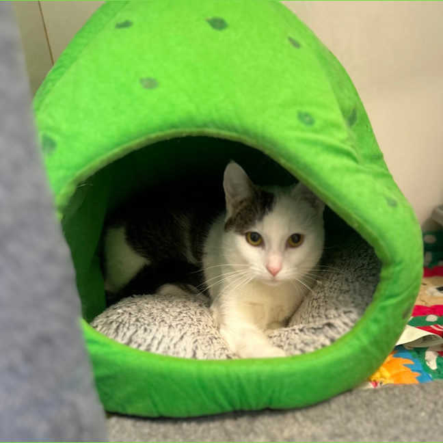 Photo of Patch