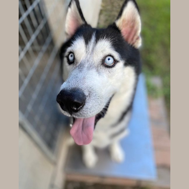 Photo of Nanook