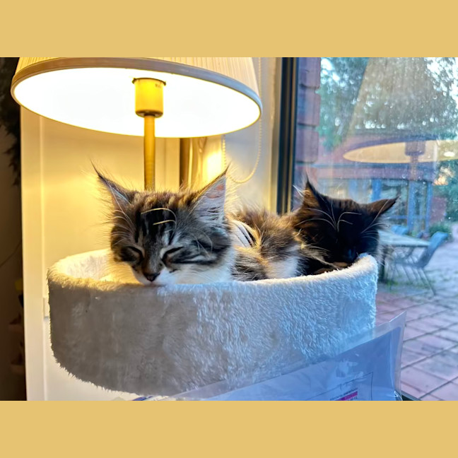 Photo of Poppy   Located In Lower Plenty