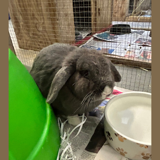 Photo of Smokey