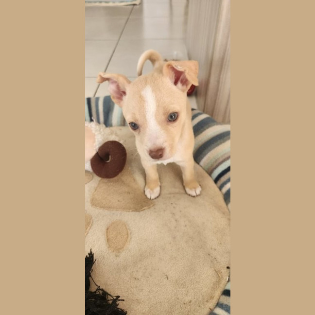 Photo of Matisse   8 Week Old Maltese X