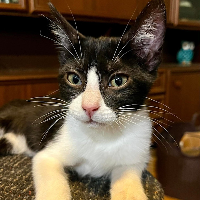 Photo of Cricket