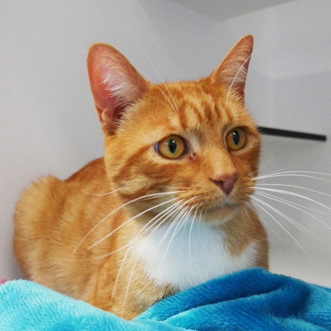 Photo of Pumpkin Rsta015434