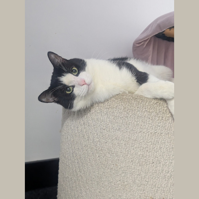 Photo of Moo 