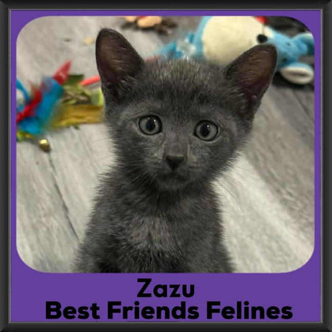 Photo of Zazu