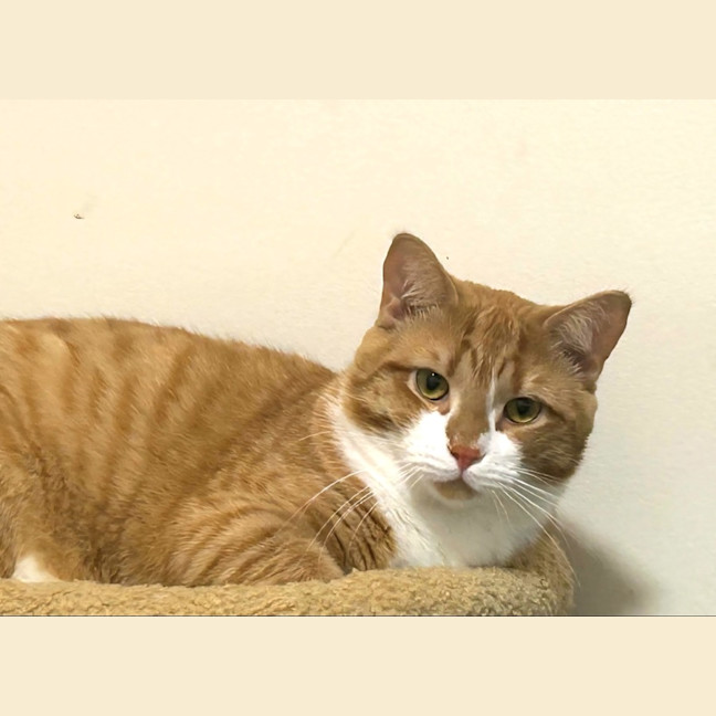 Photo of Ginger Meggs