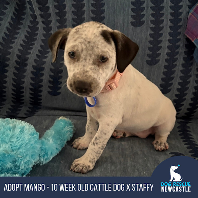 Photo of Mango   10 Week Old Cattle Dog X Staffy