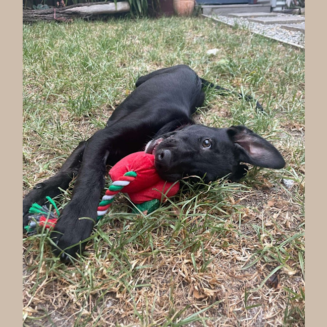 Photo of Gracie