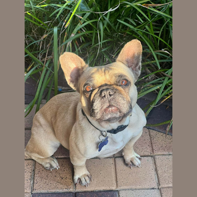 Photo of Bailey