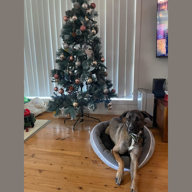 Photo of Bella   15 Month Old Mixed Breed (Trial)