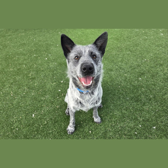 Photo of Saxson Imp 1070