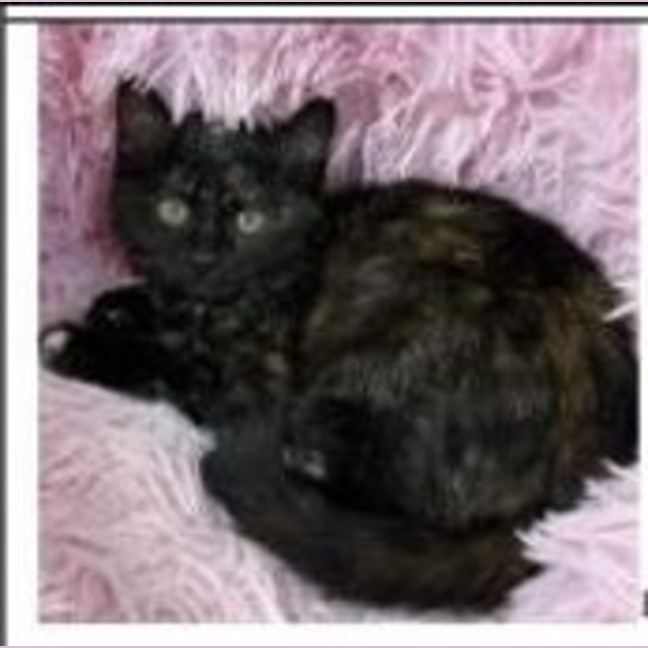 Photo of Crumby Biscuit