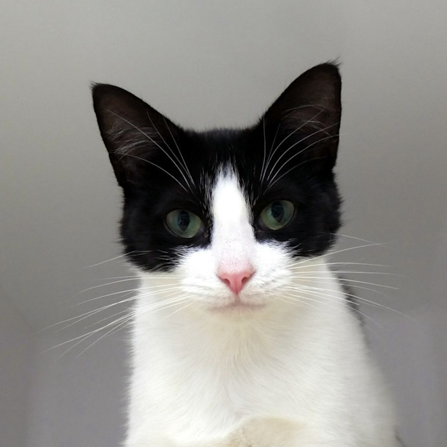 Photo of Honey Dew Sua014491