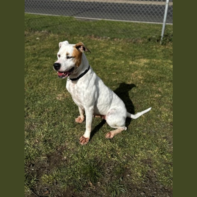 Photo of Holly (68362)