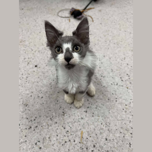 Photo of Fuzz